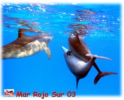 Delfines