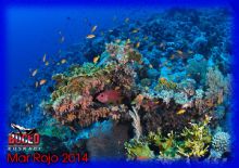 1-DSC_0127bMed