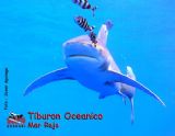 TIBURON OCEANICO